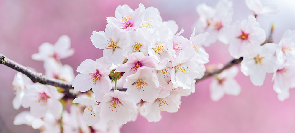 歓送迎会プラン