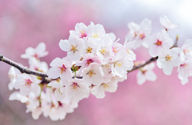 歓送迎会プラン